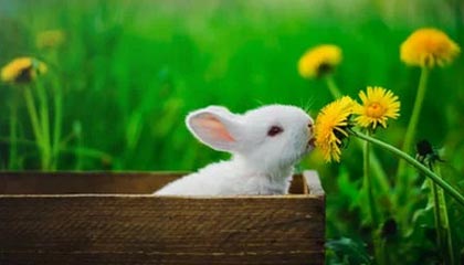 浙江男篮主场成功续命，追逐胜利